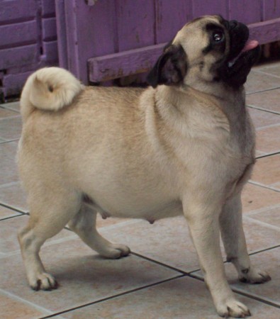 Filhotes de Pug