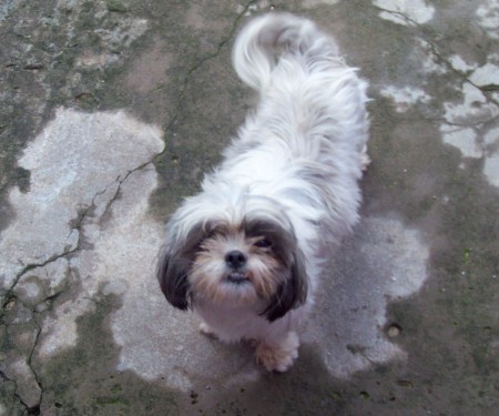 Filhotes de shih-tzu