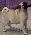 Filhotes de Pug