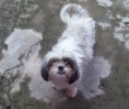 Filhotes de shih-tzu